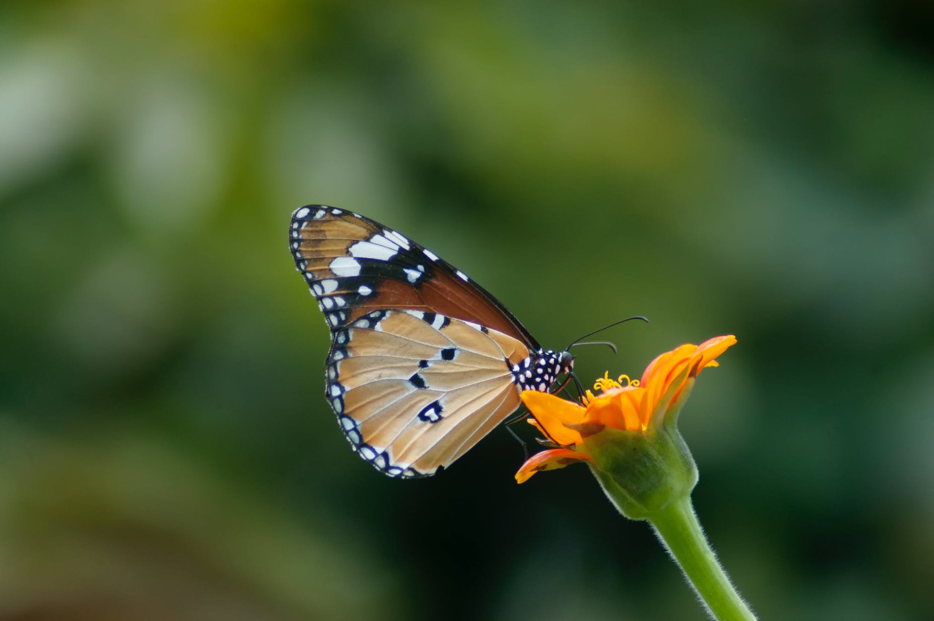 selective focus photography of queen butterfly pollinating on orange petaled flower