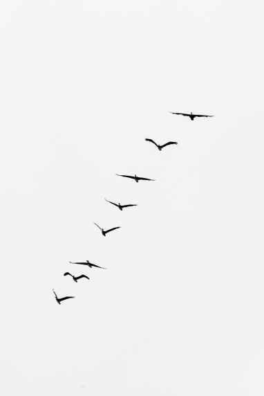 silhouette of flying birds